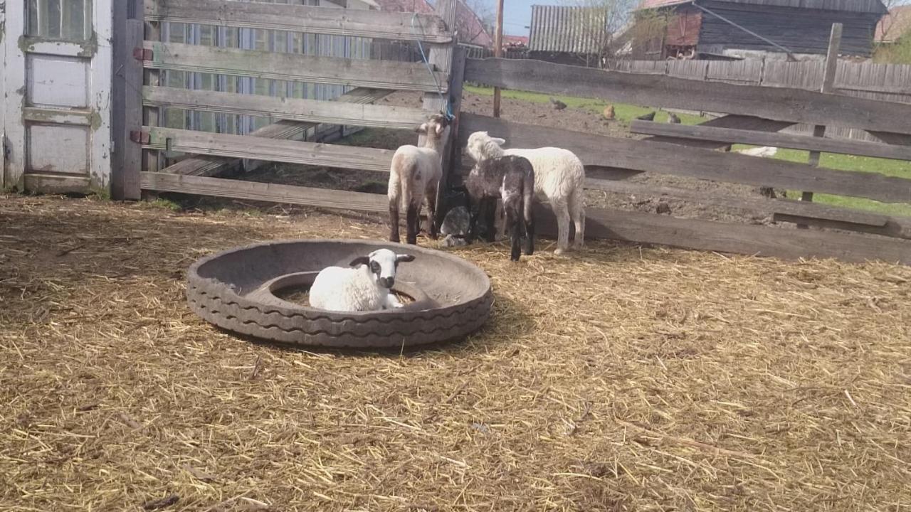 Hotel Emilia Vendeghaz Ciumani Zewnętrze zdjęcie